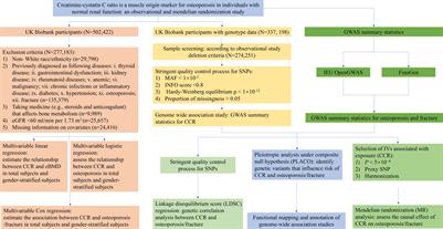 Muscle-origin creatinine-cystatin C ratio is an osteoporosis marker in individuals with normal renal function: evidence from observational and Mendelian randomization analysis